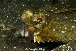 Looking Up. A turbot in the sand flats at Anacapa Island.... by Douglas Klug 